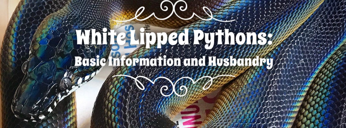 White Lipped Pythons:. Basic Information and Husbandry | by Scott ...