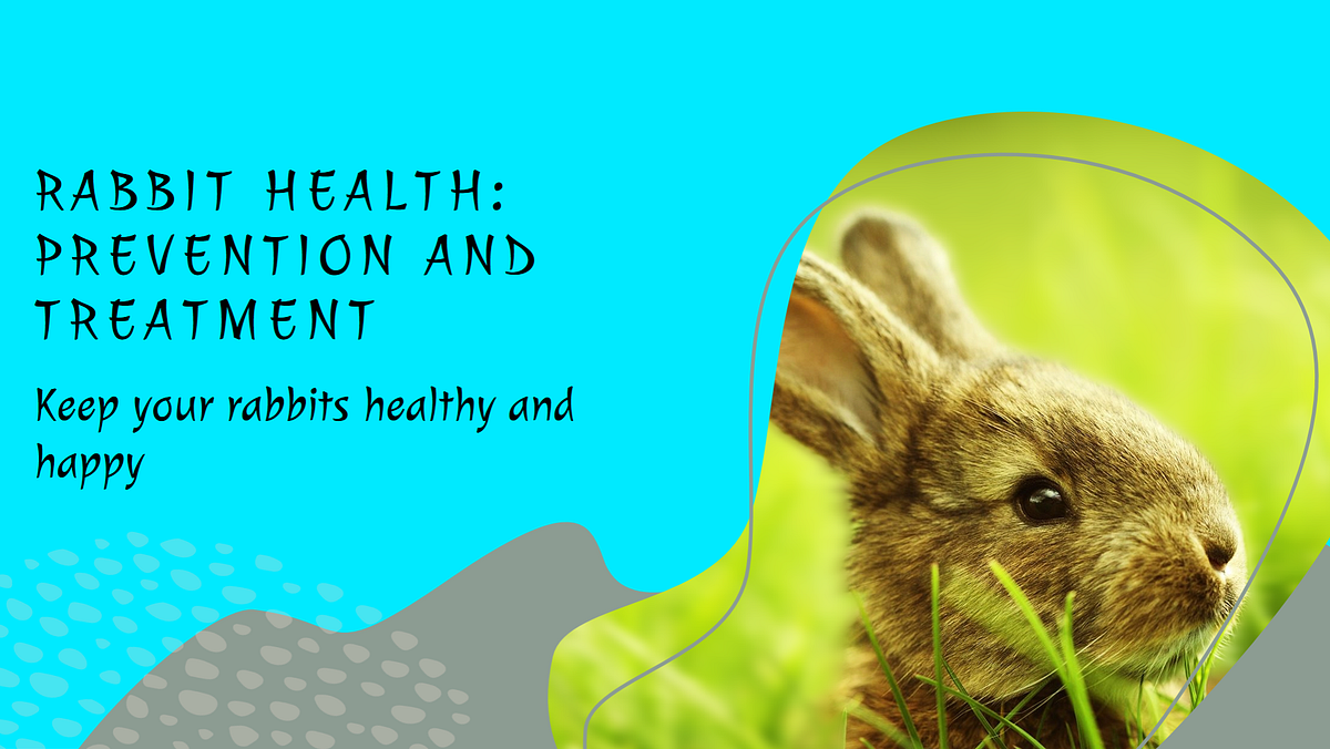 Rabbits' Respiratory Problems, Prevention, And Treatment Medium
