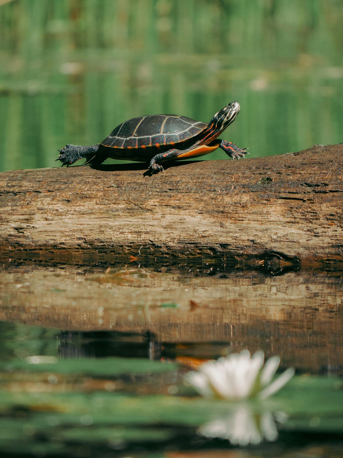 “The unknown secret of the slow movement of turtles” | by Turtle OMG ...