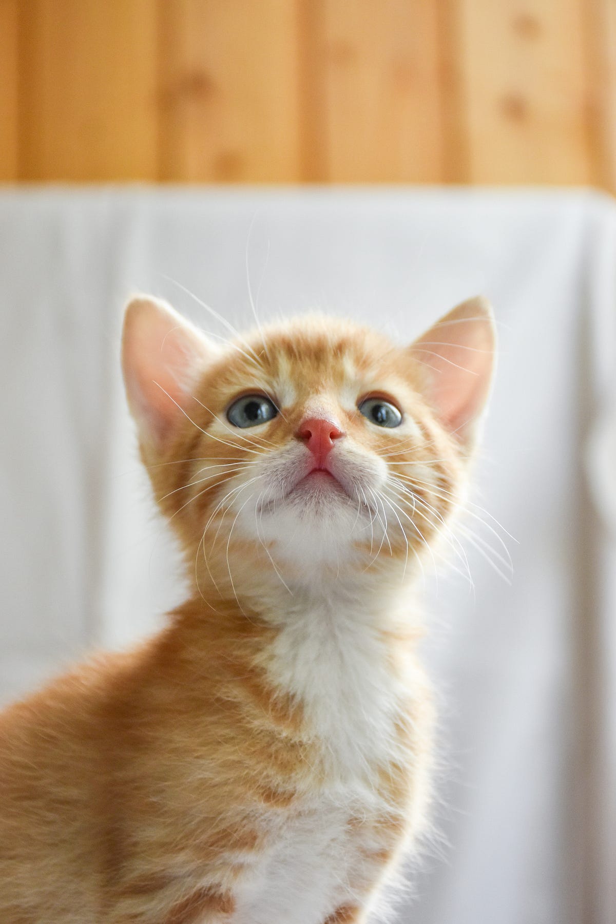 10 Reasons Why Ragdoll Cats Are The Best by Sobuj Mahamud Medium