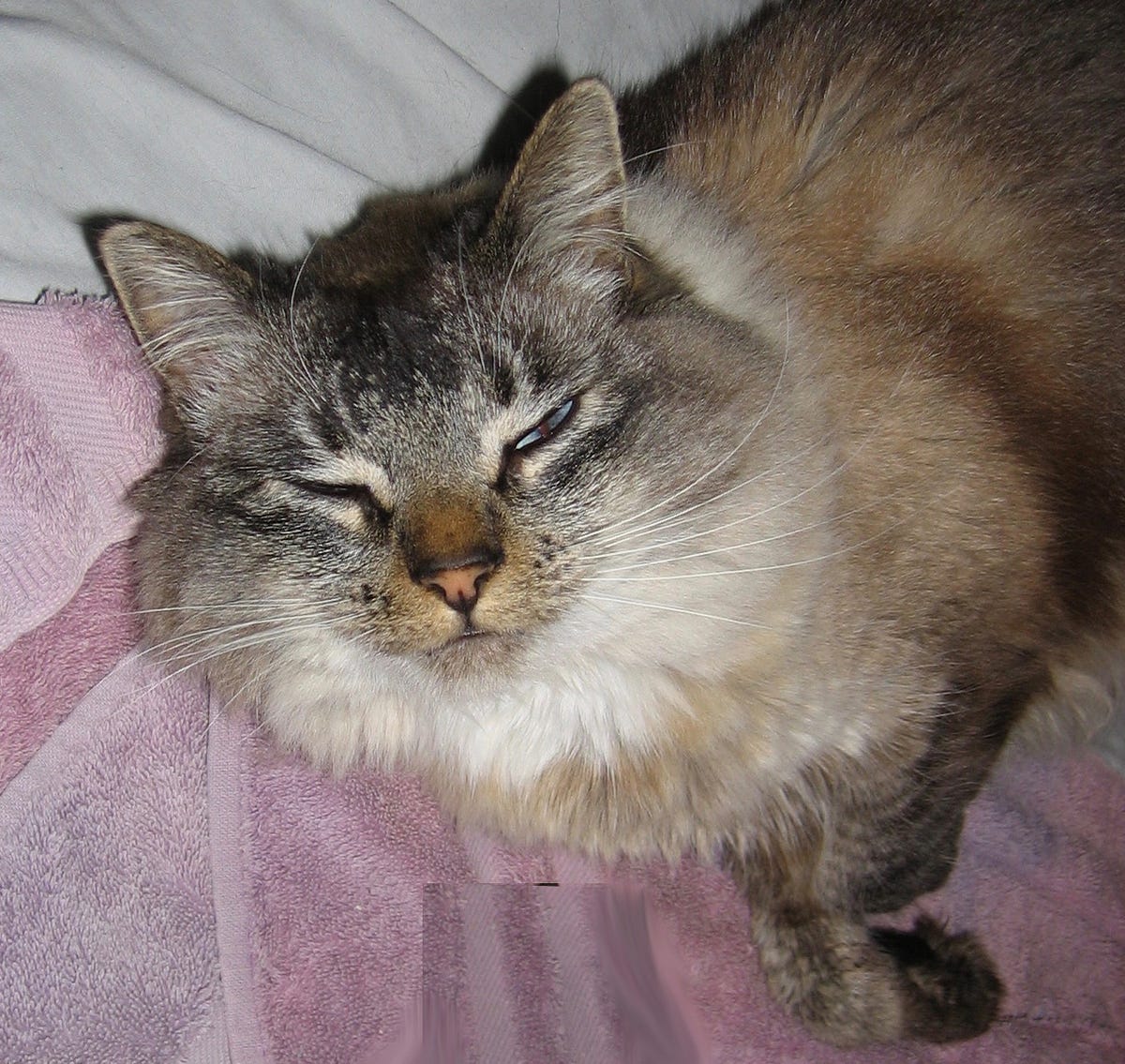 How to Make a Skittish Cat Your Friend by Frank Ontario empathy