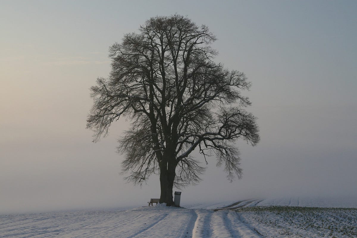 Spiritual Tree Awakening. Talking about spirituality is on… | by Pierre ...