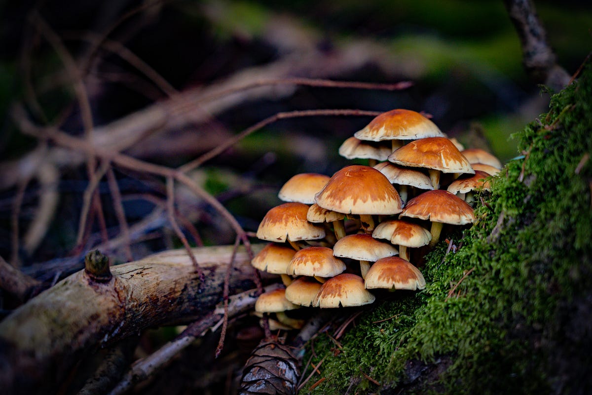 The Mysterious World of Mushroom Communication How Fungi Connect with