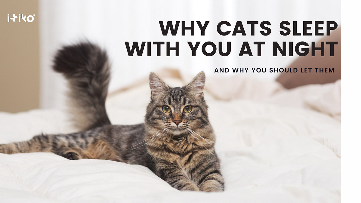 Why Cats Sleep With You At Night