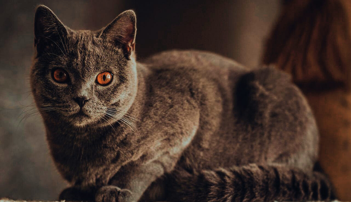How Long Is A Cat In Heat Cats Are Fascinating Creatures Each By how-long-is-a-cat-in-heat-cats-are-fascinating-creatures-each-by