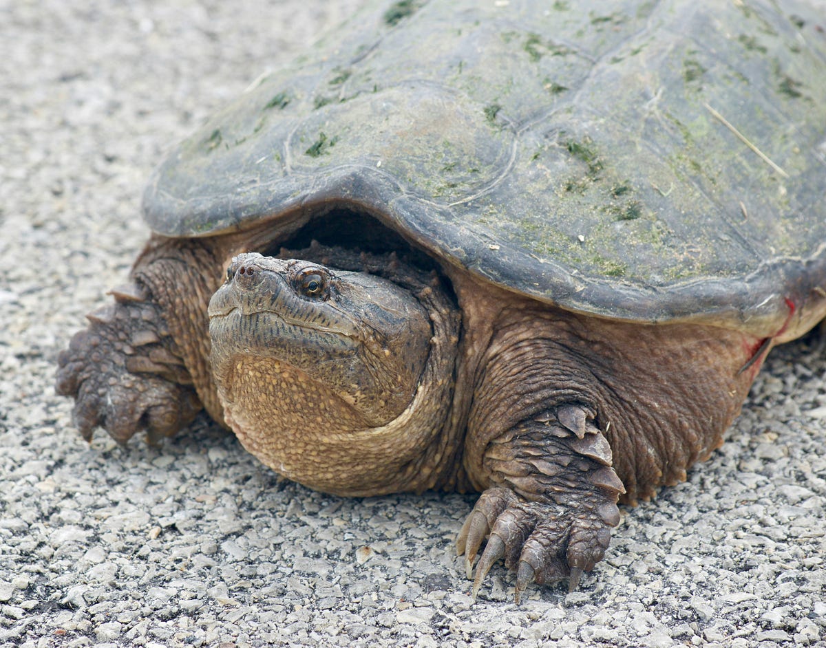 snapping turtle teeth