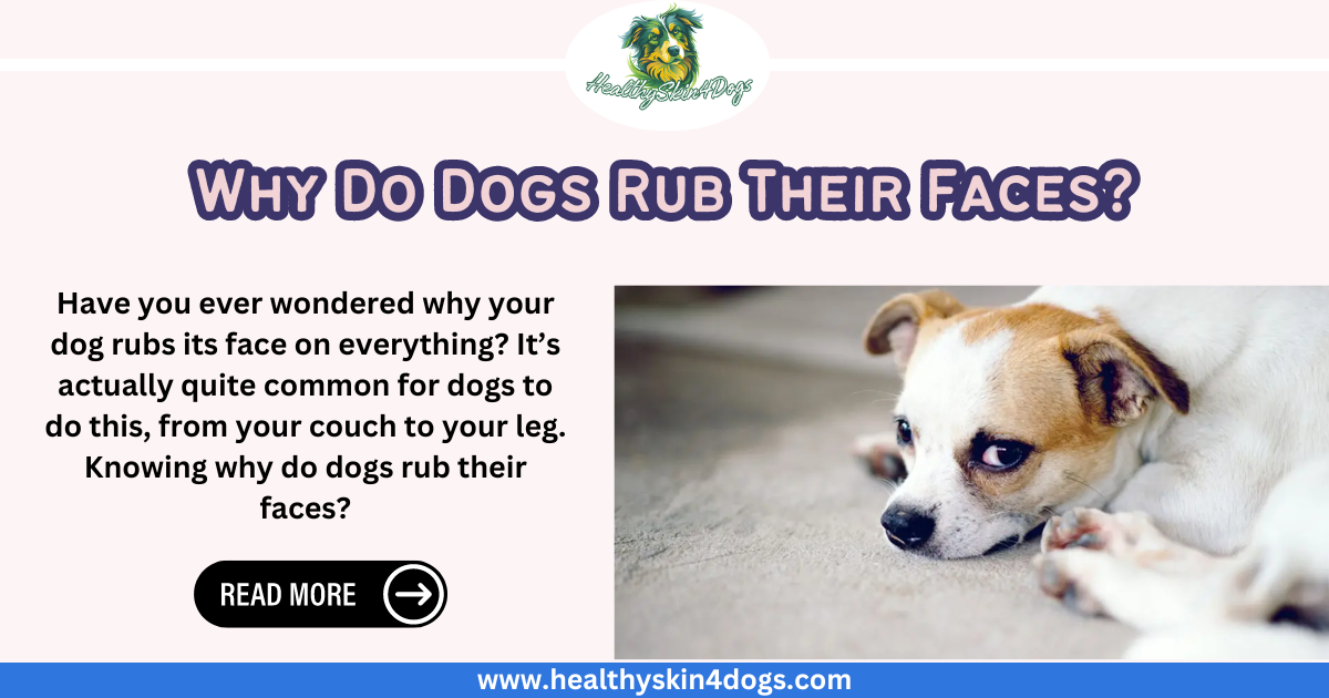 Why Do Dogs Rub Their Faces?. Have you ever seen your dog rubbing… by