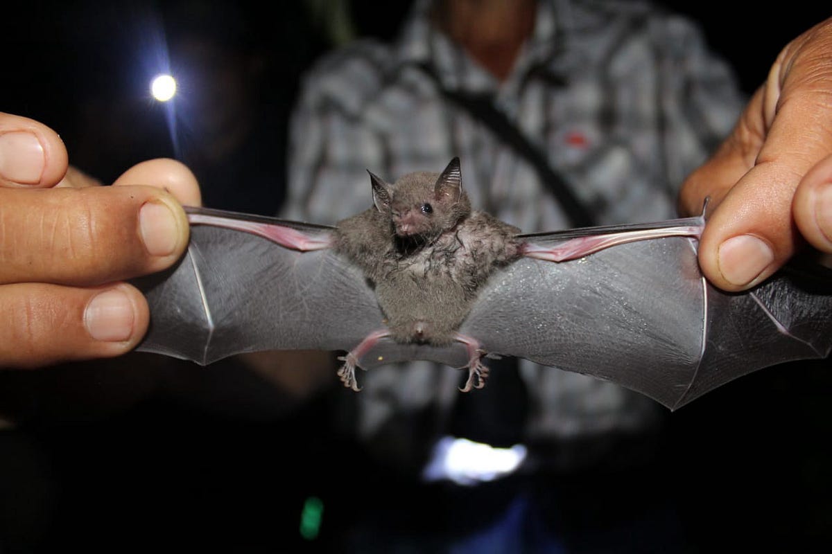 3 raisons d'aimer les chauves-souris, by ONU Développement