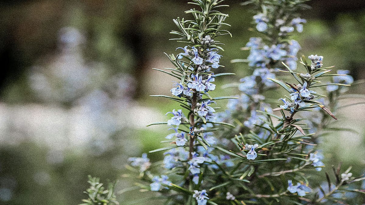 Rosemary for cats advantages and disadvantages by Make Yourself