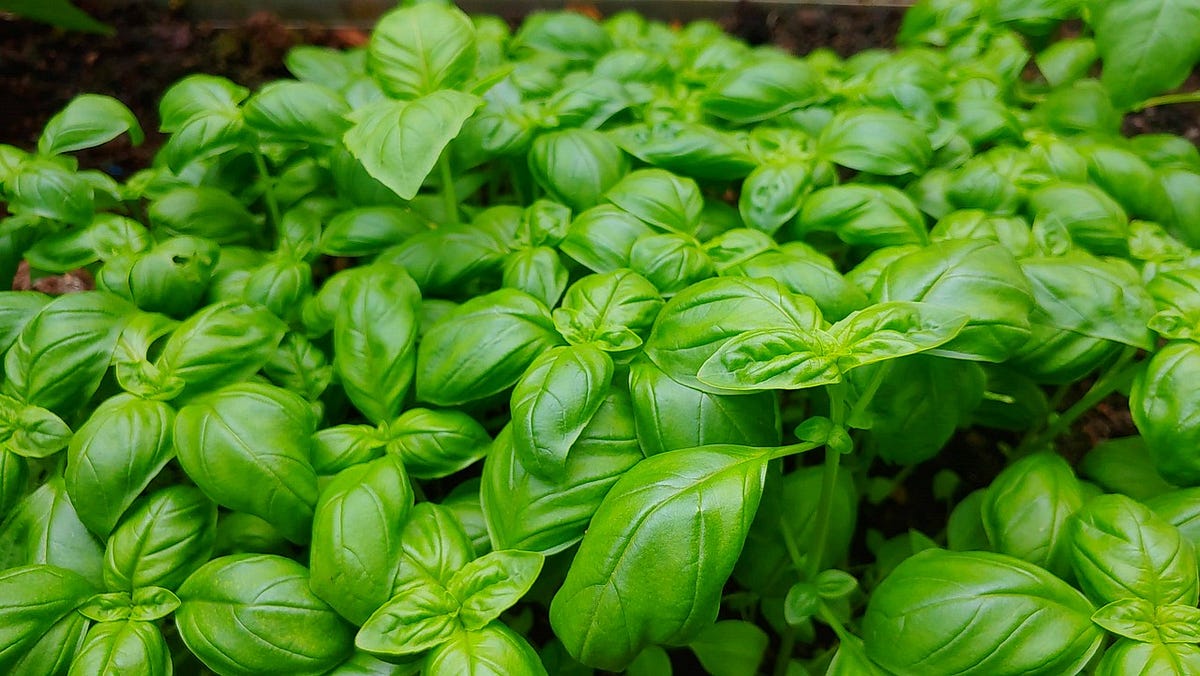 Basil leaves treat diabetes boost immunity and strengthen the