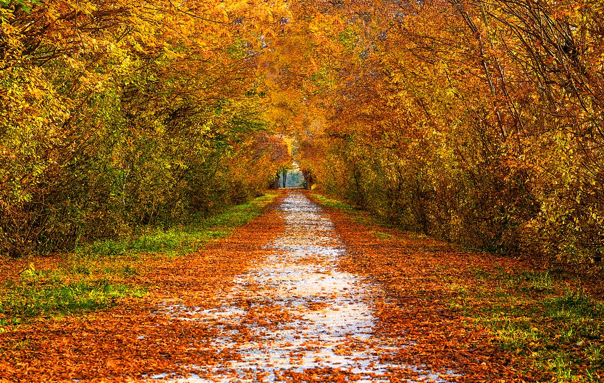 7 Reasons Why I Like Autumn and Information About the Fall Season ...
