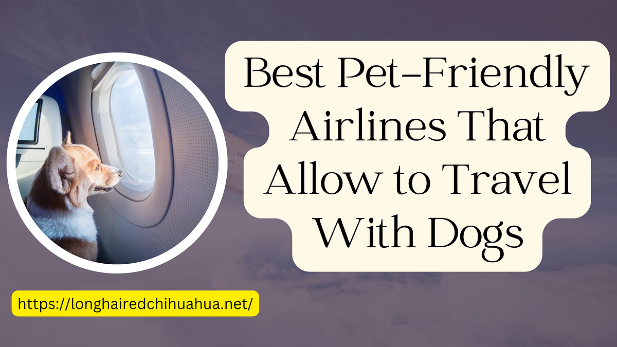 Best PetFriendly Airlines That Allow to Travel With Dogs by