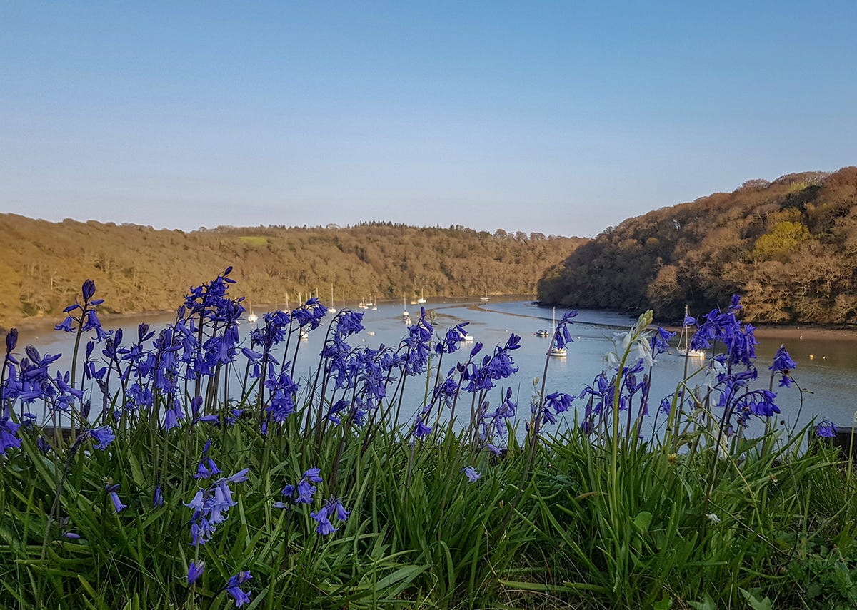 how-to-tell-spanish-and-english-bluebells-apart-by-matt-mason-medium