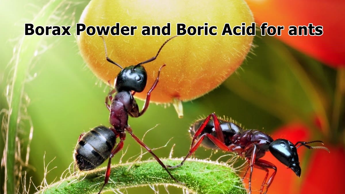 The Power of Borax Powder: Unveiling its Remarkable Benefits, by HD  Chemicals