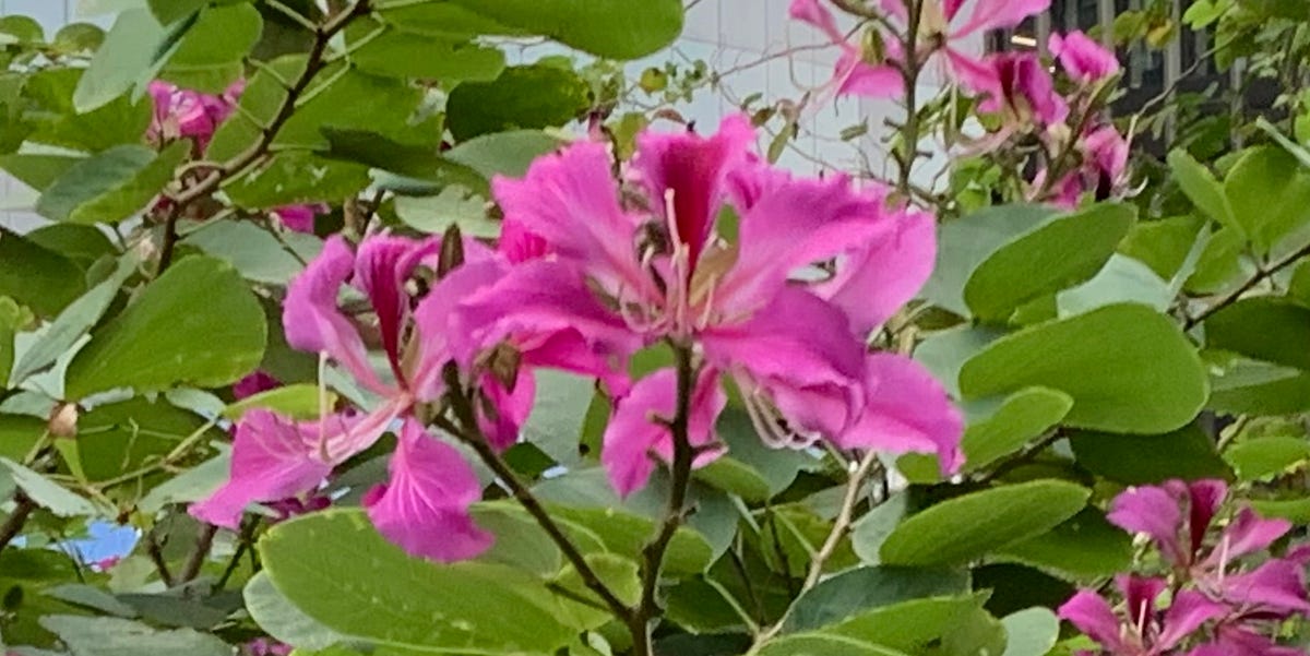 How Bauhinia Blakeana Arose from Roadside Ornaments to Hong Kong’s