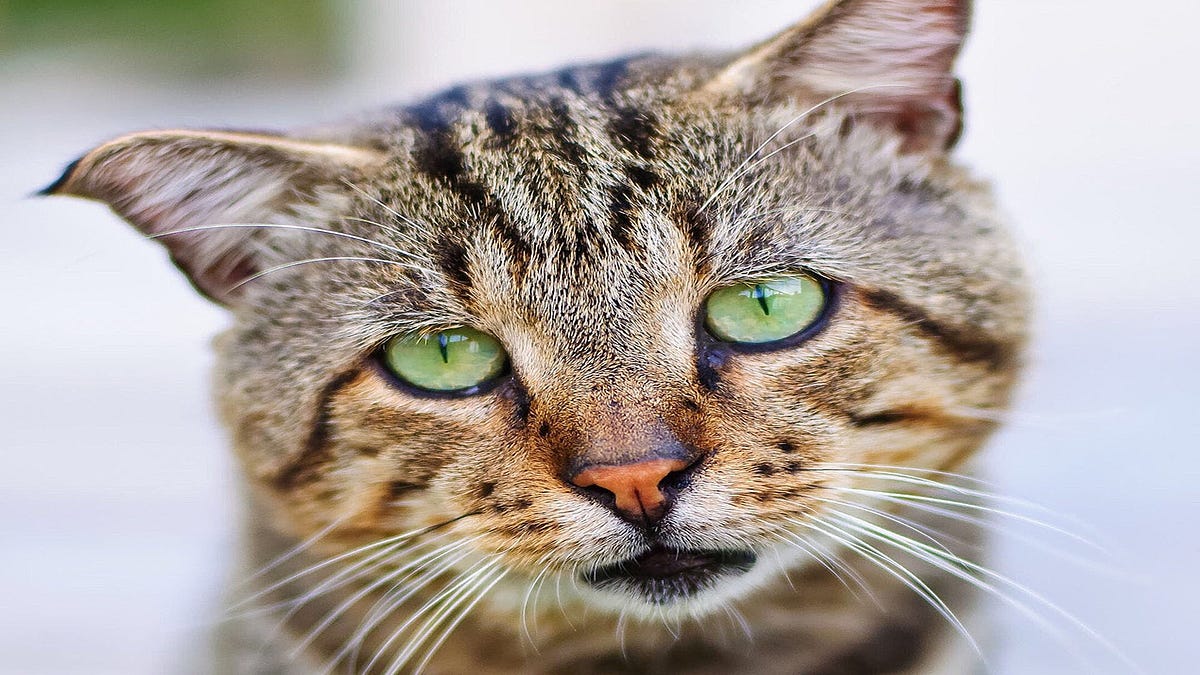 Runny nose in cats: signs, causes, and treatments | by Make Yourself ...