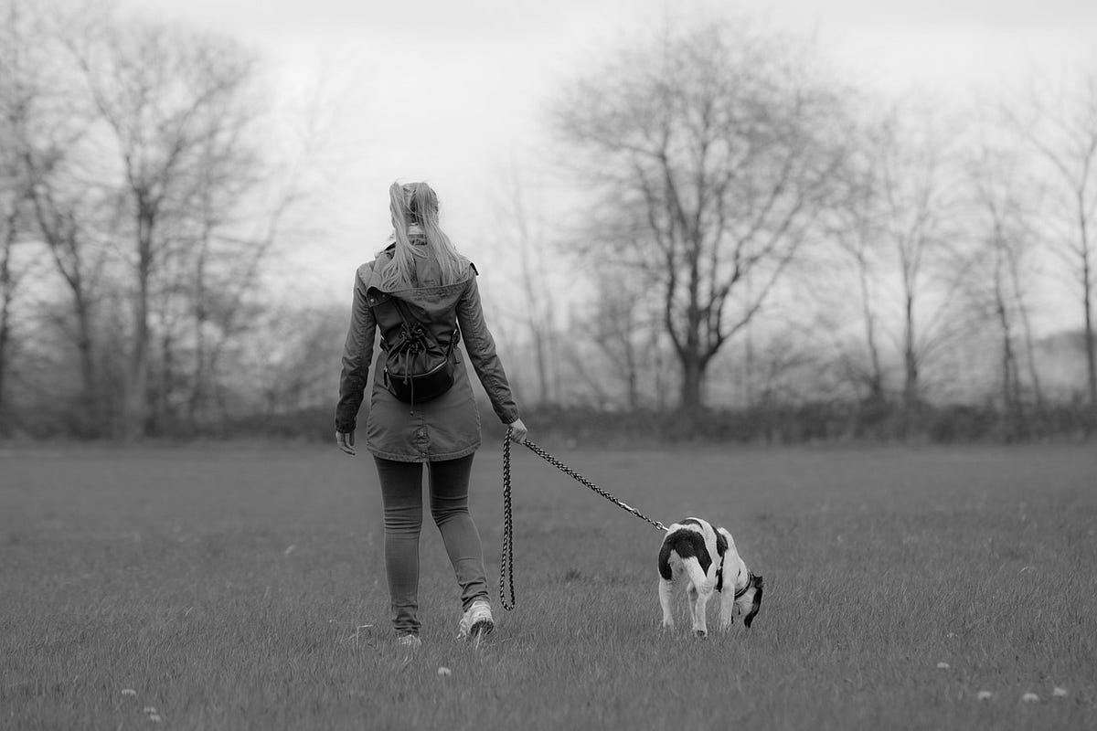 Why You MUST Obey Leash Laws. This week’s post is born from… by McCann Dog Training Medium