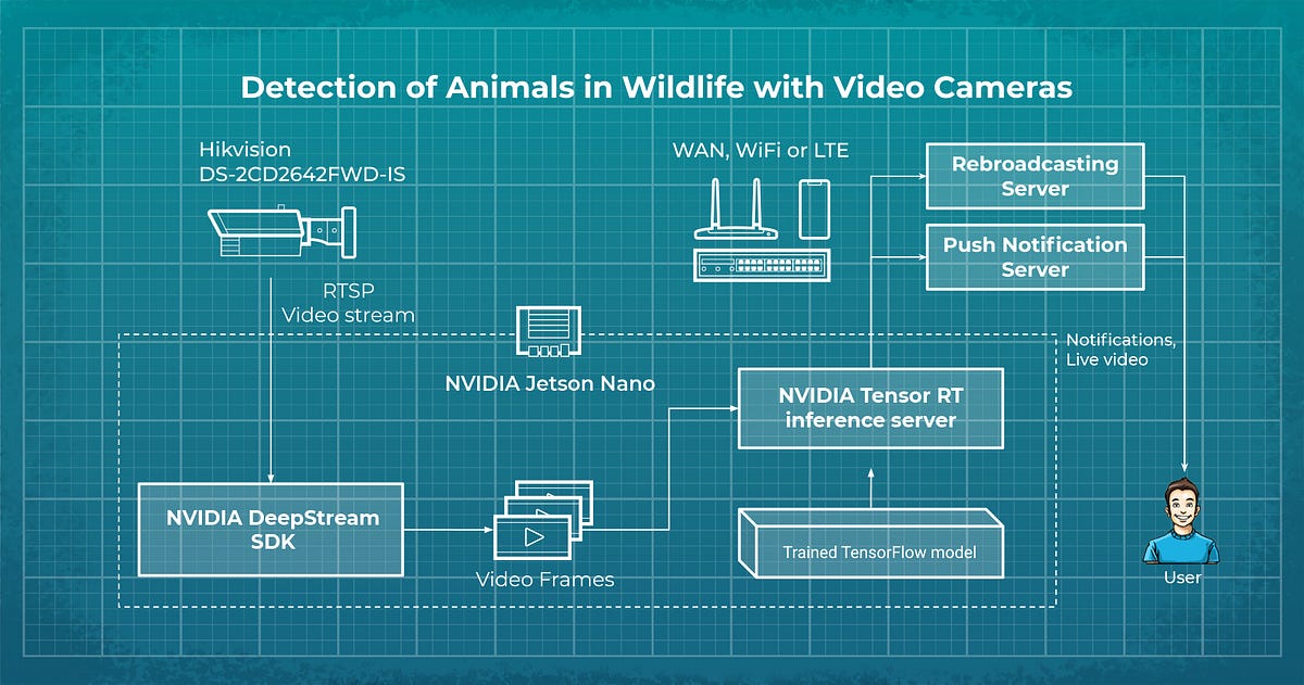 Detection of Animals in Wildlife with Video Cameras | Product AI
