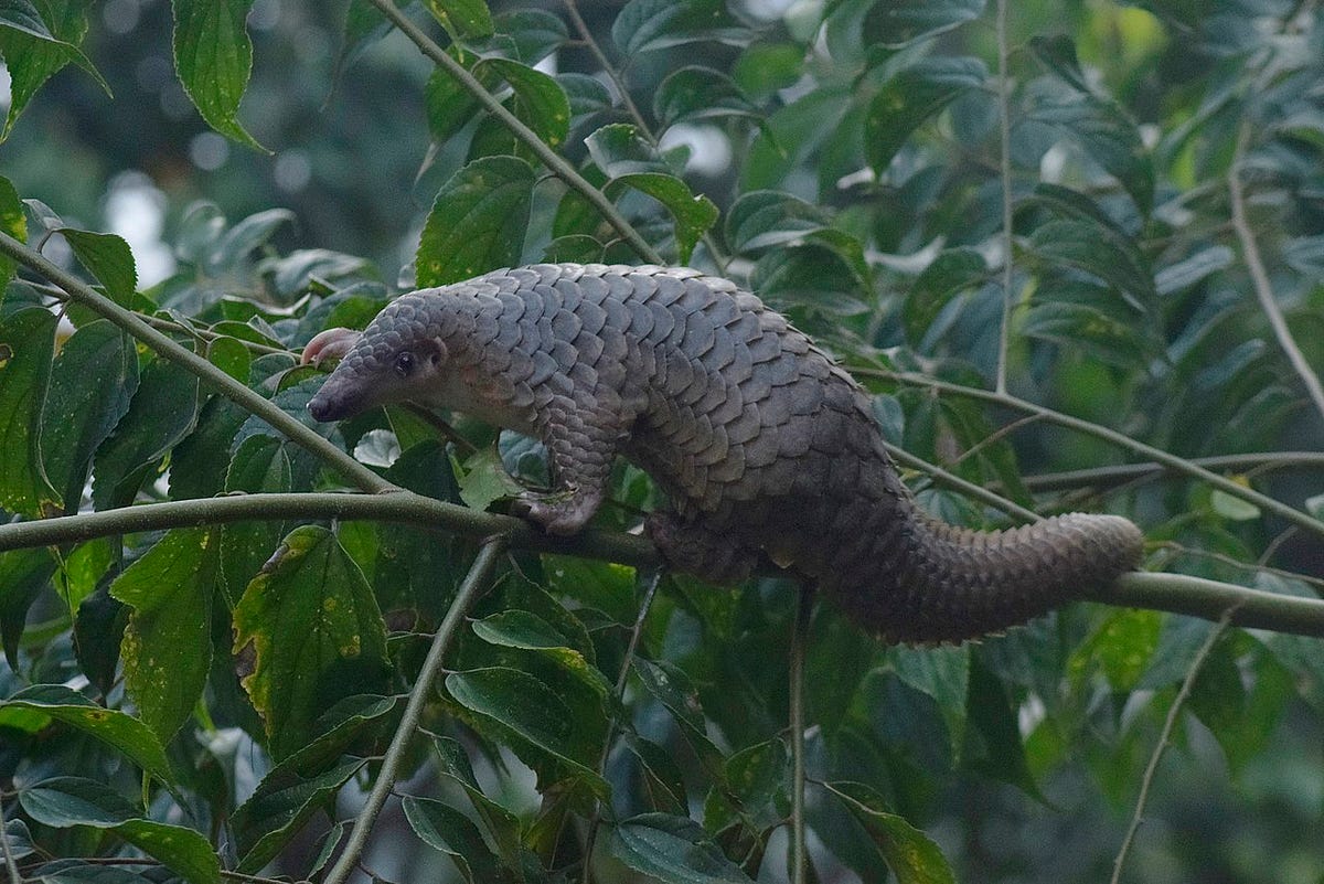 Pangolins Astonish Scientists as the World’s Most Unique Creatures | by
