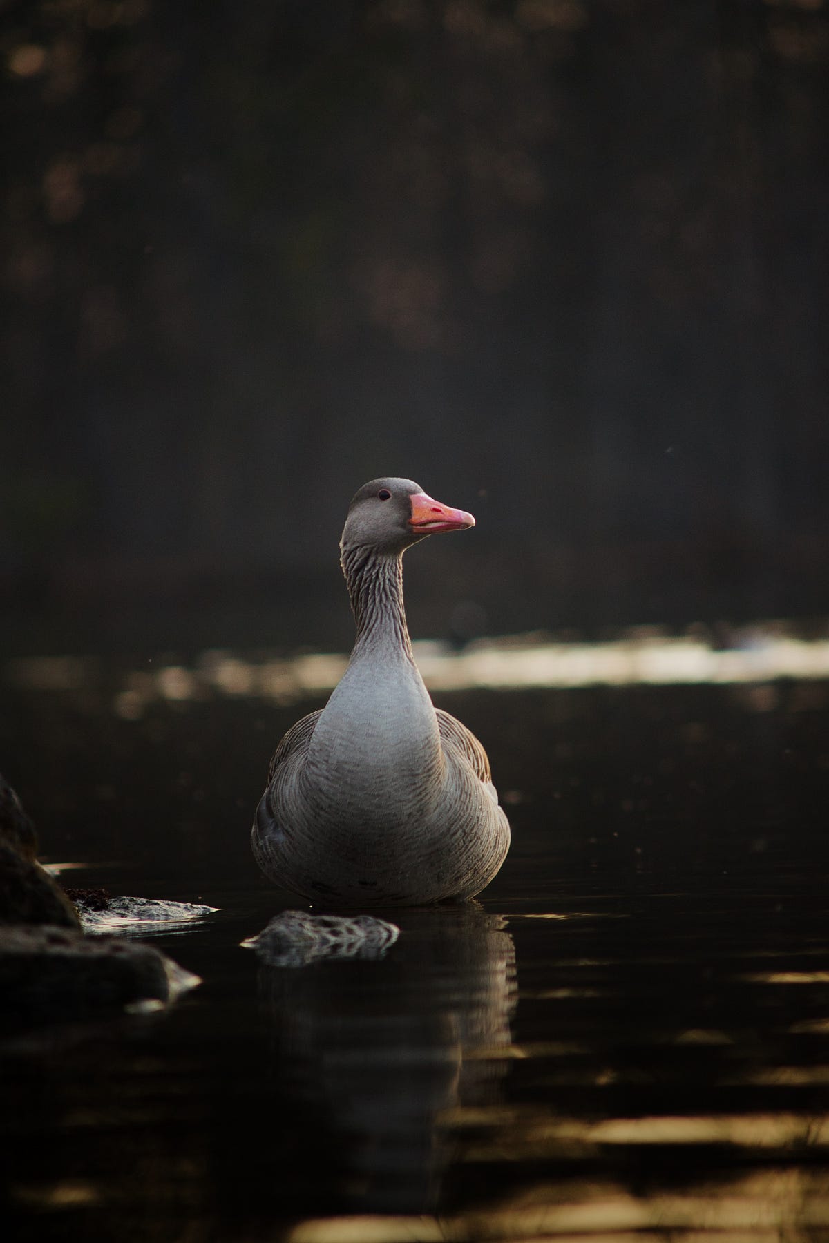 Did AI Kill the Blockchain Golden Goose? | by Bryant D Nielson | Web3  Certification Board — W3CB | Medium