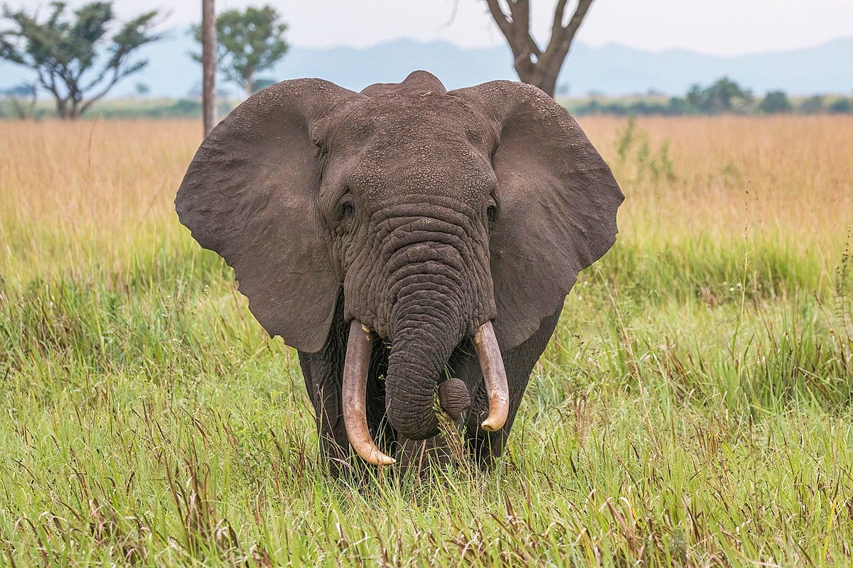 Did You Know…ELEPHANTS Name Their Offspring and Call Each Other By Name ...