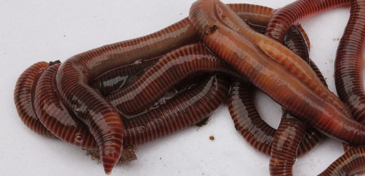 Worm grunting lures worms from the soil with just a vibrating stick - Boing  Boing