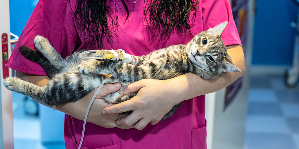 Exploring Affordable Vet Care The Importance of Shopping Around and