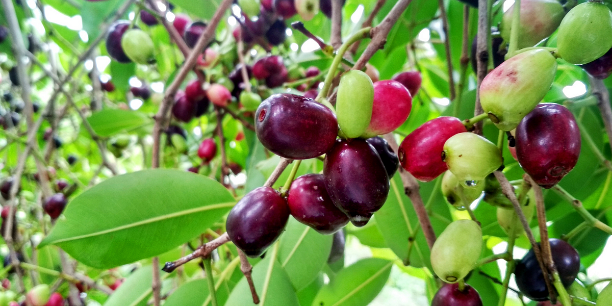 The Jamun Tree. Poetry On Medium by Geethanjali Tanikella Medium