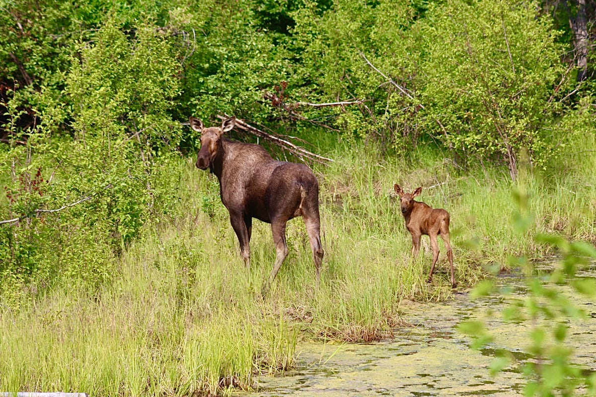 Medium|Wildlife|Environment|Nature|Alaska| | Inside The Mind Of A Writer