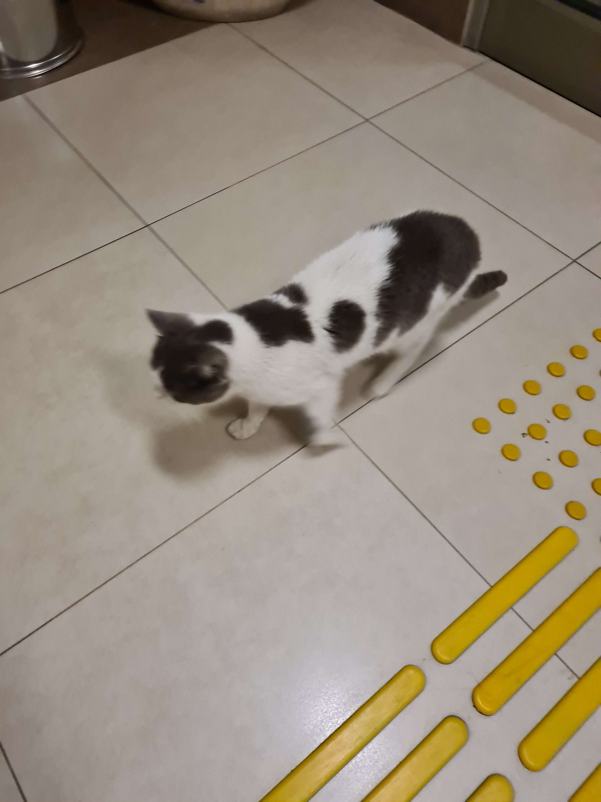 What To Do When A Stray Cat Follows You Around By Piece Of Thought what-to-do-when-a-stray-cat-follows-you-around-by-piece-of-thought