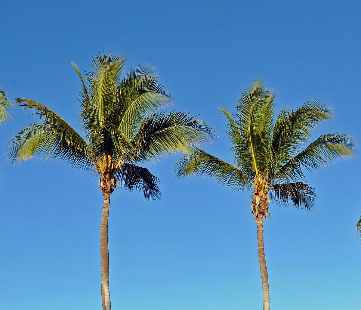 The Wind. Why is the wind blowing like that? he… by Ross Hewitt Medium