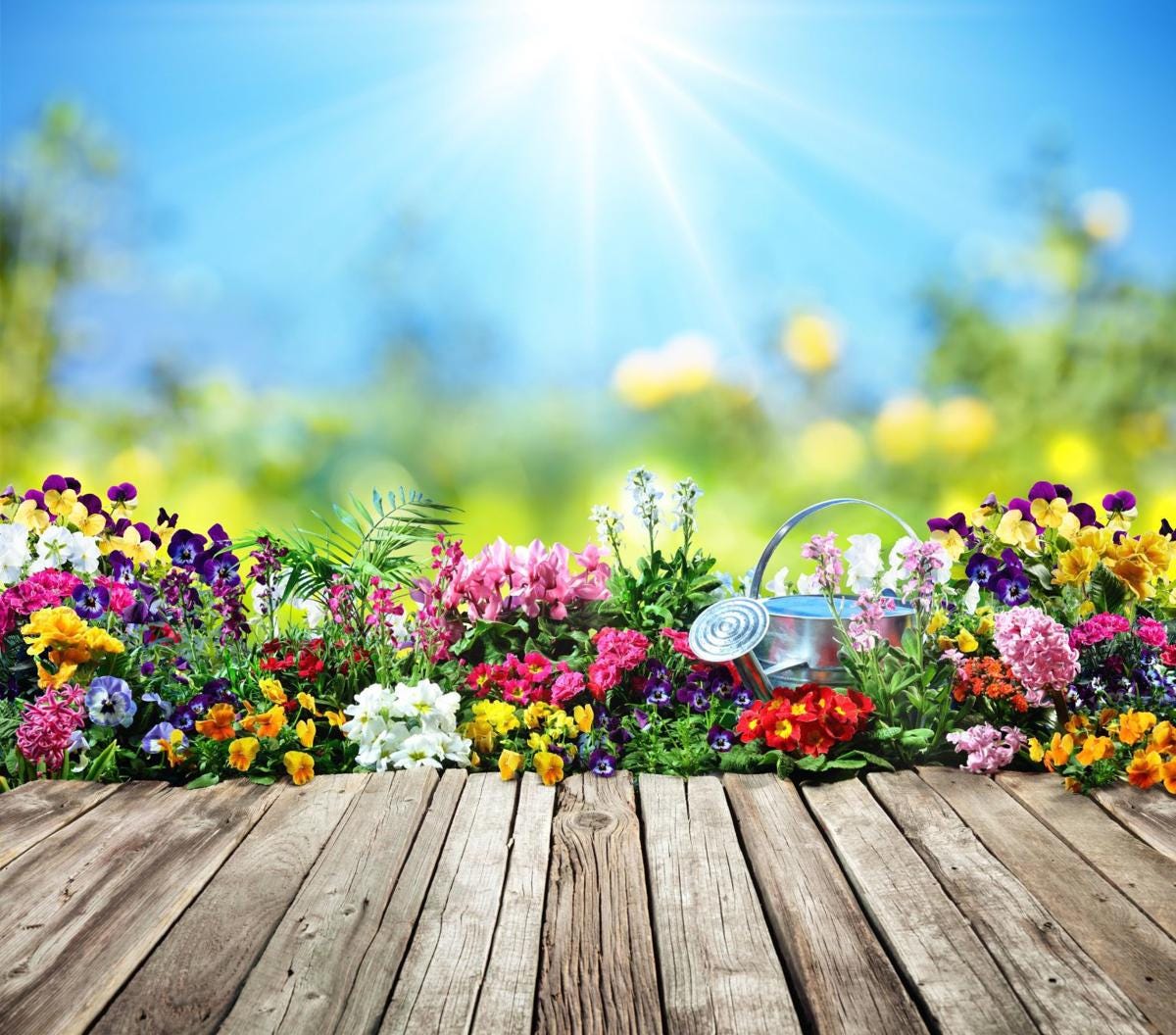 HOW MUCH SUNLIGHT DOES YOUR PLANT OR FLOWER NEED? | by Zara Blooms ...