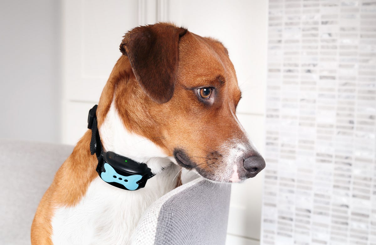 A RoundUp of the Top 5 GPS Trackers for Dogs 2023 by Louise Bridges
