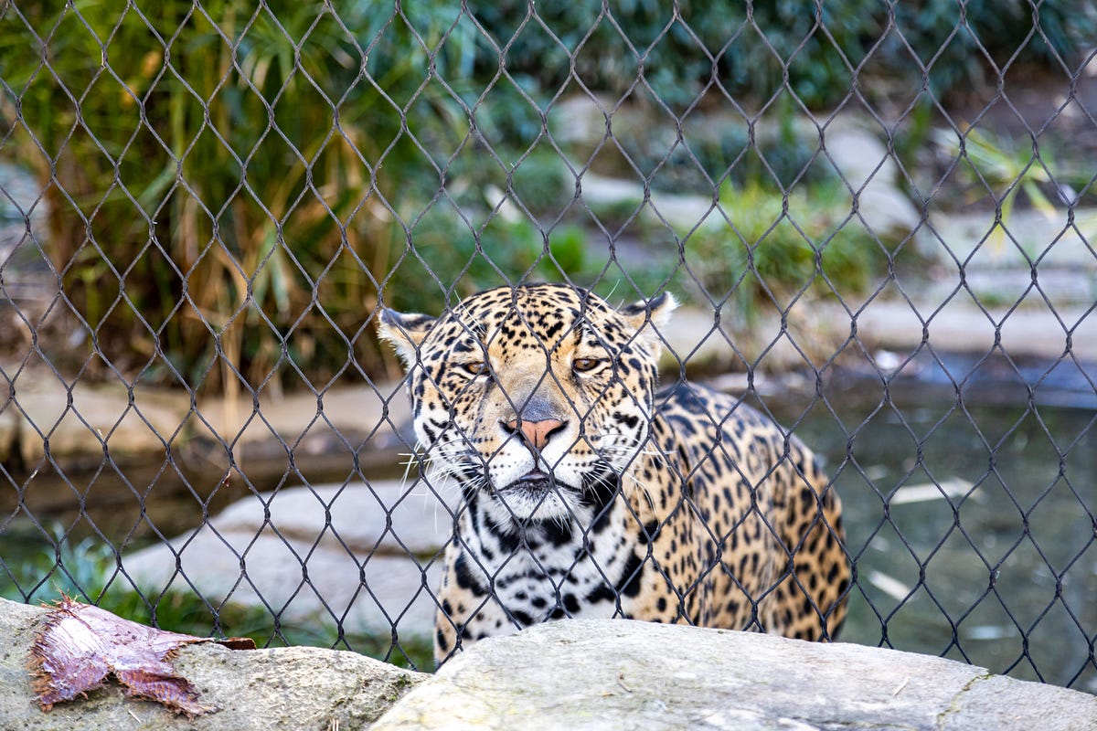 Effects of Captivity on Animals in the Zoos by Elantin Medium