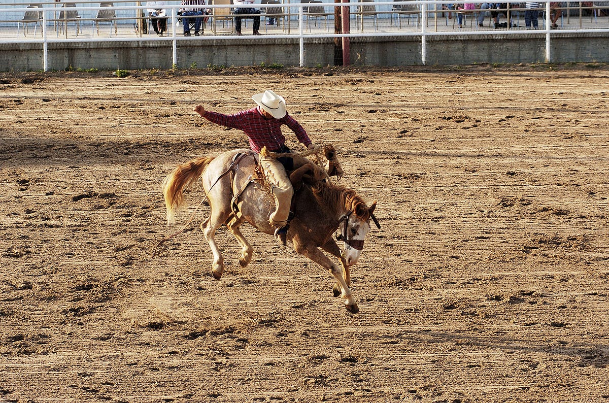 Busting Common Myths About Rodeo Livestock | by Wasatch Academy | Medium