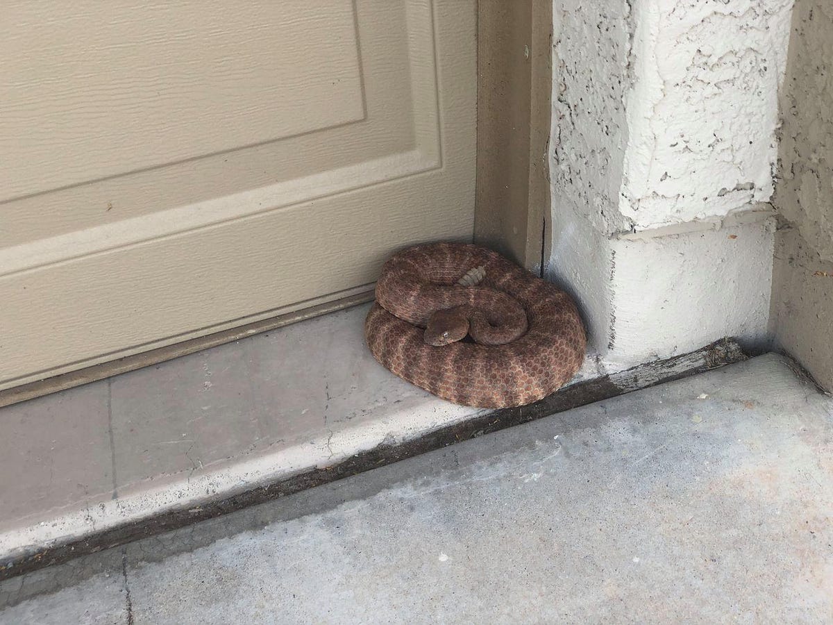 How to Get a Rattlesnake Out of Your House?