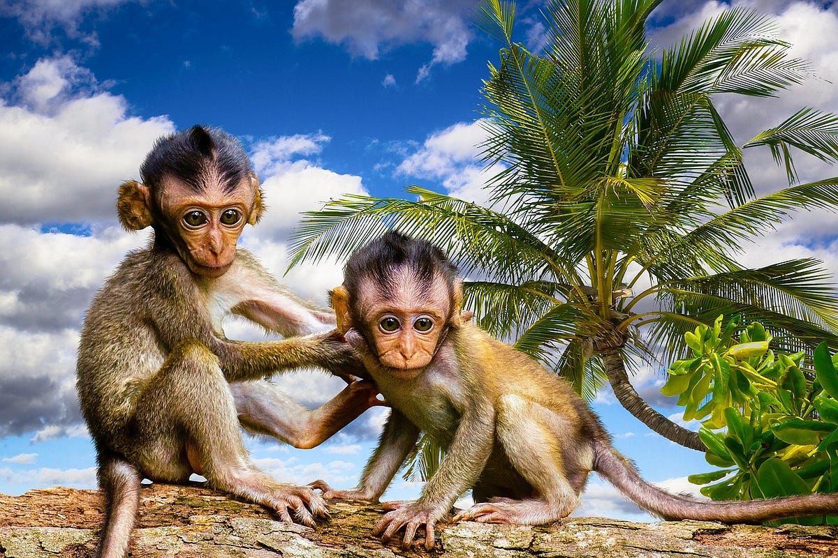 How To Come in Terms With Your Monkey Mind? | by Dinesh Shastri | Jul ...