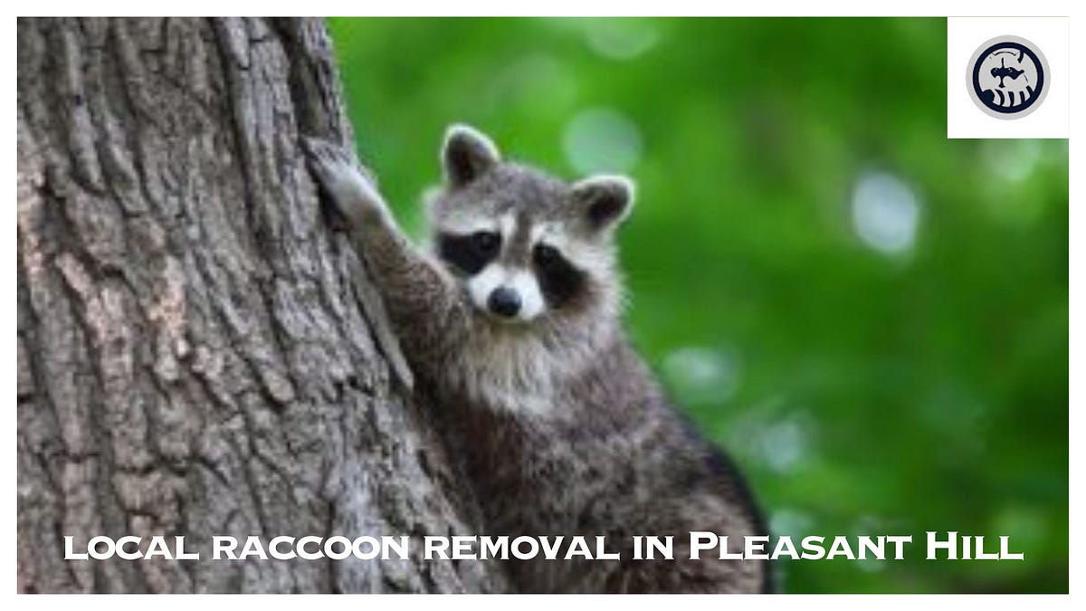 Effective Local Raccoon Removal Services in Pleasant Hill by Advanced