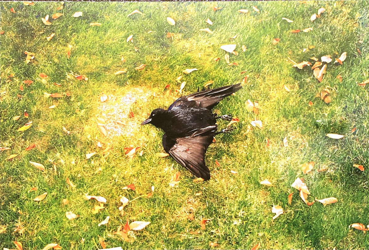 blackbird-singing-in-the-dead-of-night-by-chloe-zeller-medium