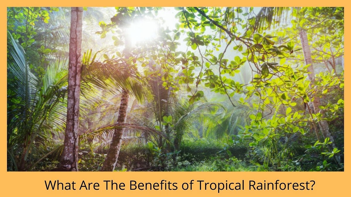 What Are The Benefits of Tropical Rainforest? by Shivansh Dubey Medium