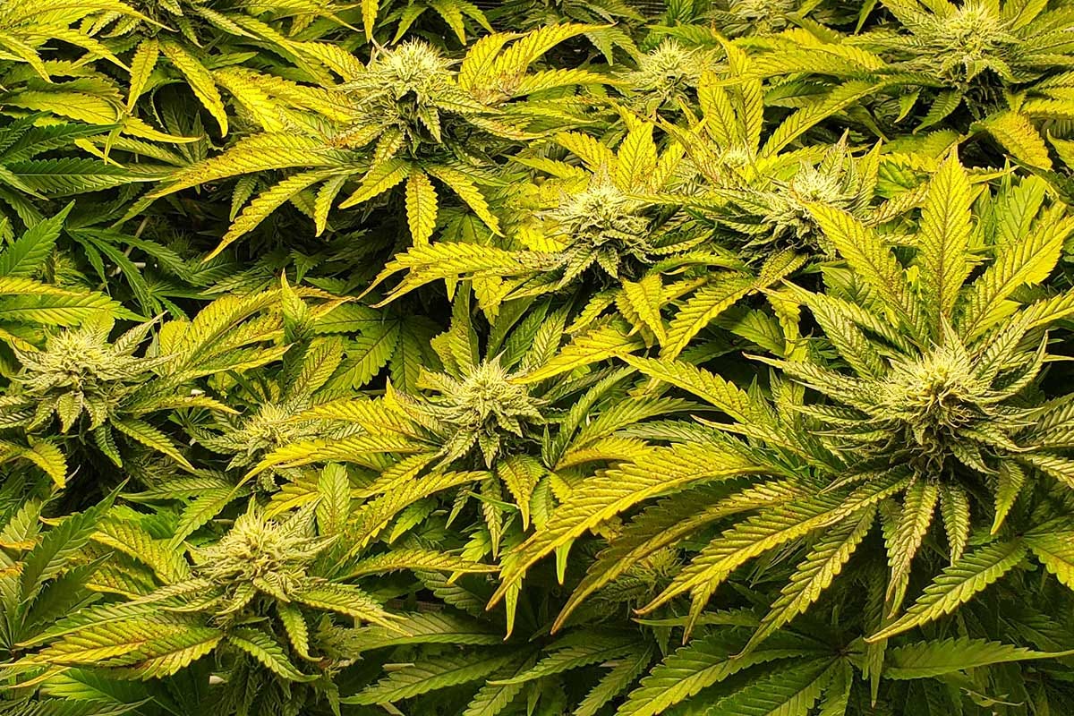 Top 10 Best Autoflower Strains. Top 10 Best Autoflower Strains by