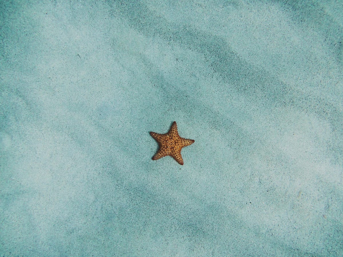 Scraped knees, Concrete, and Grief A Starfish Moment in the Healing