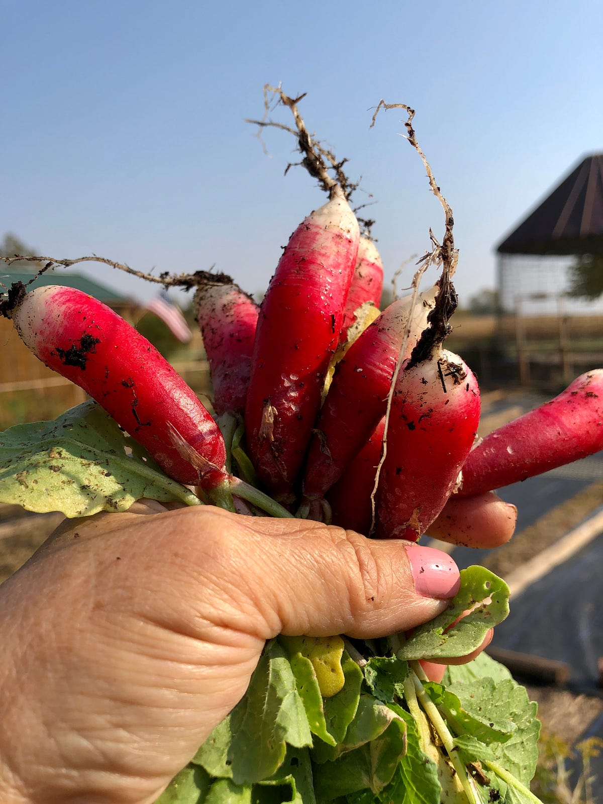 Why Your Radishes Are Too Hot And What To Do About It by Julia Miller