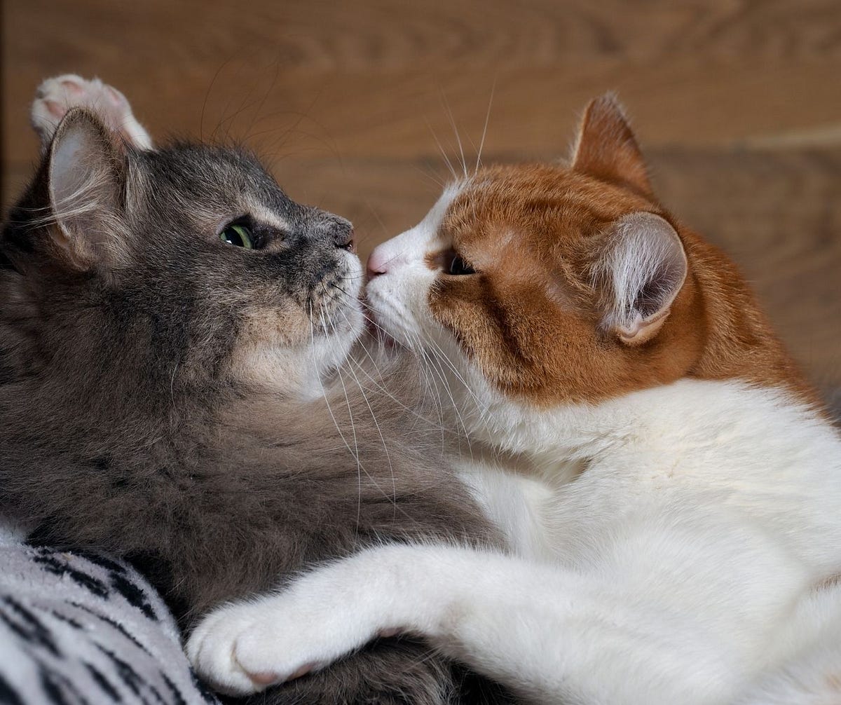 Will My Cat Get Along with Another? by Shelley Wenger Pet Talks