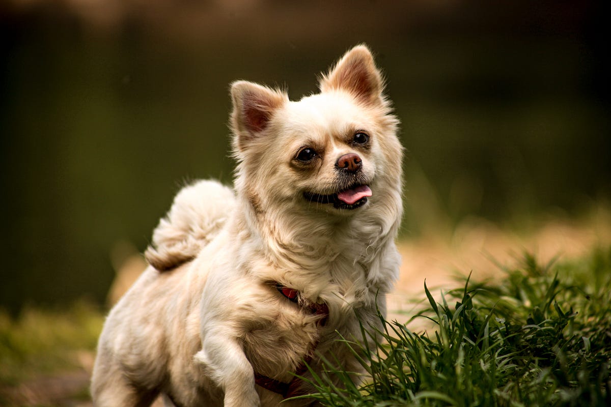 Why does your dog love to eat grass? It has nothing to do with his