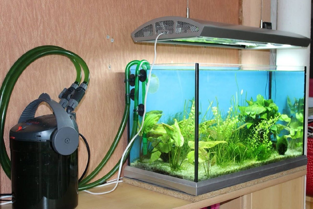Do Aquarium Plants Need A Filter? by Richmond Loh Medium