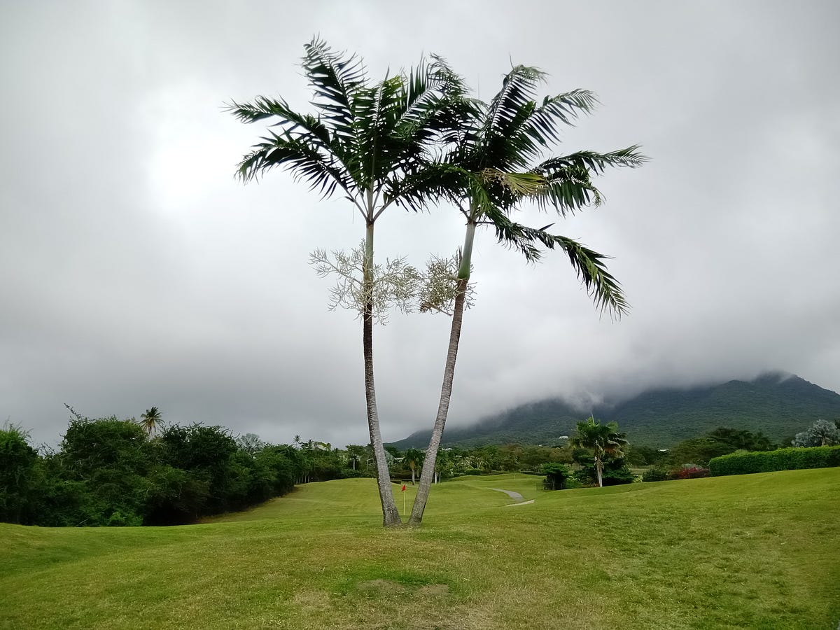 Where Do Baby Palm Trees Come From? The Daily Cuppa Medium