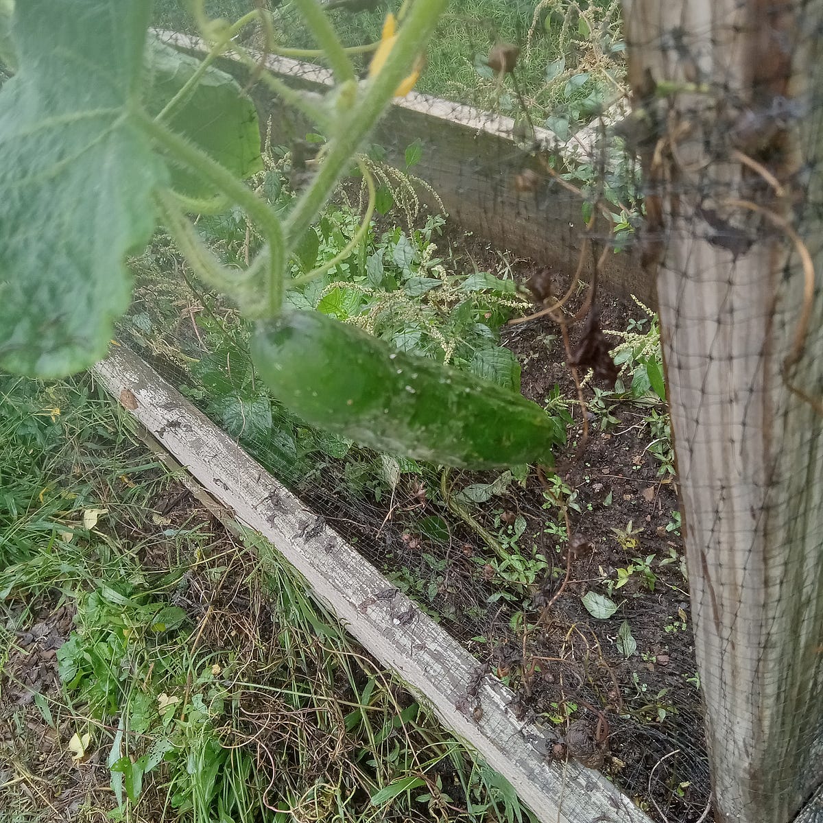 Word Fun. Sternutation by Bombay Admiring Multipotentiality Sep