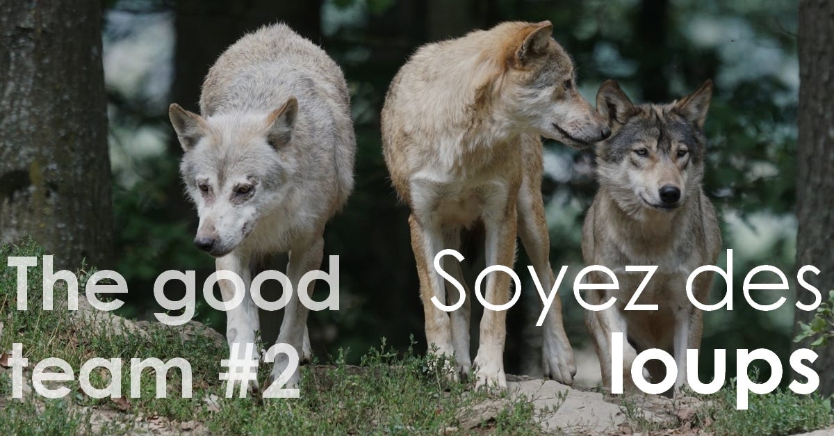 The Good Team #2 : Soyez des loups | by Orhiane Savarese | WeRaiseStartup -  Préparer sa levée de fonds | Medium
