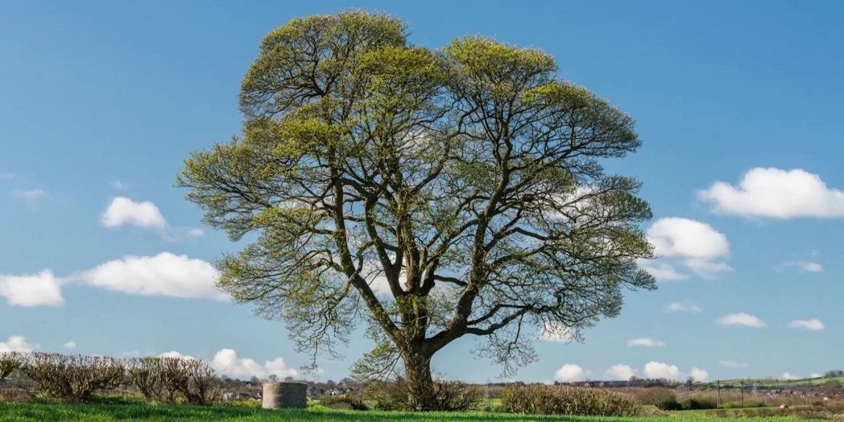 The Vital Role of a Tree Surgeon: An In-depth Look into Arboriculture, by  Greenworker
